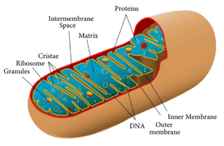 mitochondria