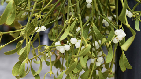 mistletoe therapy