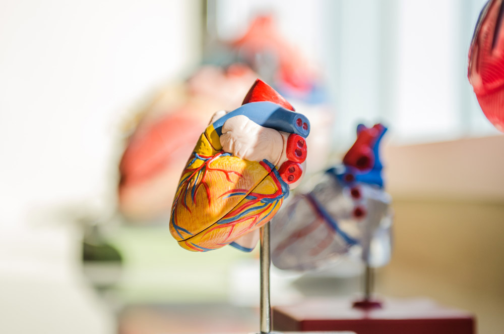 cardiovascular health