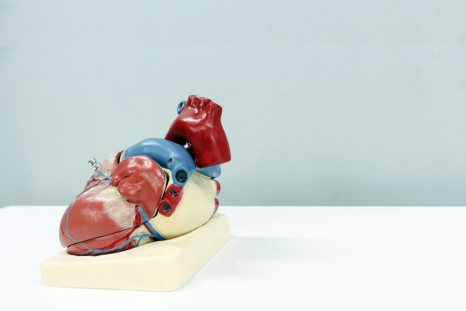 anatomical heart model